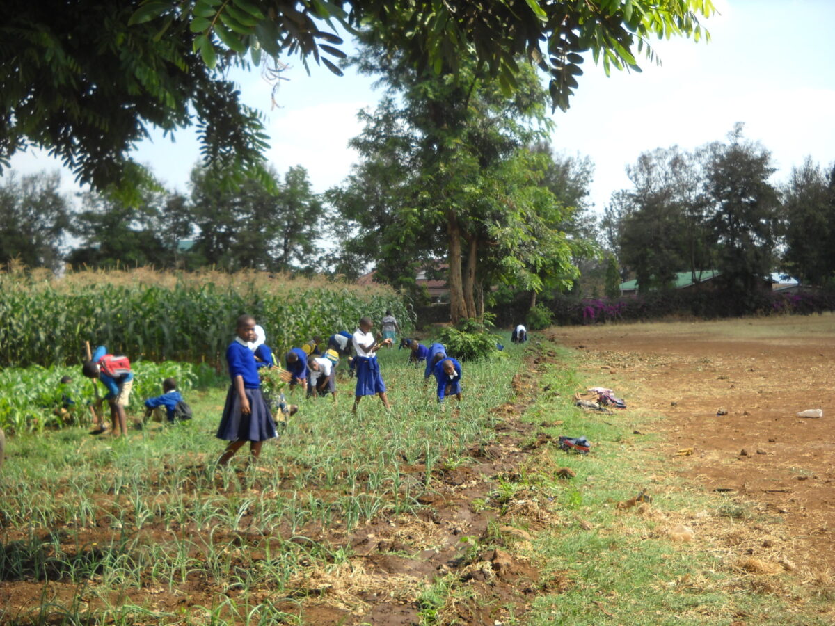 children taught on how to care onions